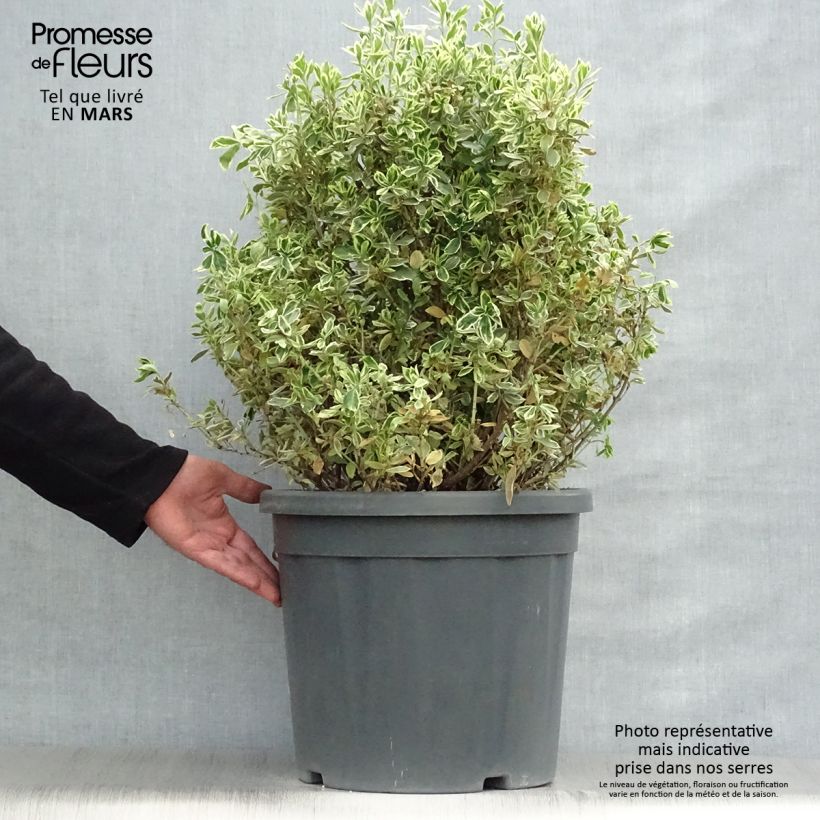 Euonymus japonicus Suzanne - Japanese Spindle 7.5L/10L pot sample as delivered in spring