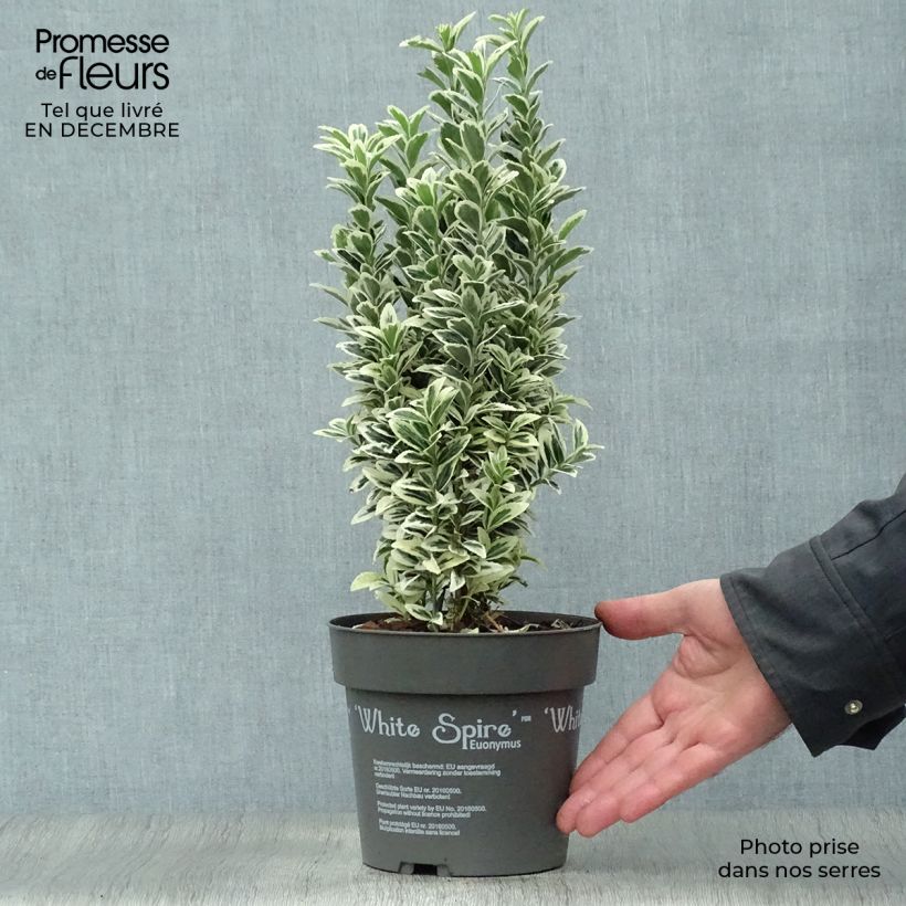 Euonymus japonicus White Spire - Japanese Spindle 2L/3L pot sample as delivered in winter