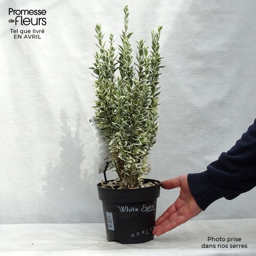 Euonymus japonicus White Spire - Japanese Spindle 2L/3L pot sample as delivered in spring