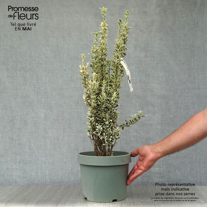 Euonymus japonicus White Spire - Japanese Spindle 7.5L/10L pot sample as delivered in spring