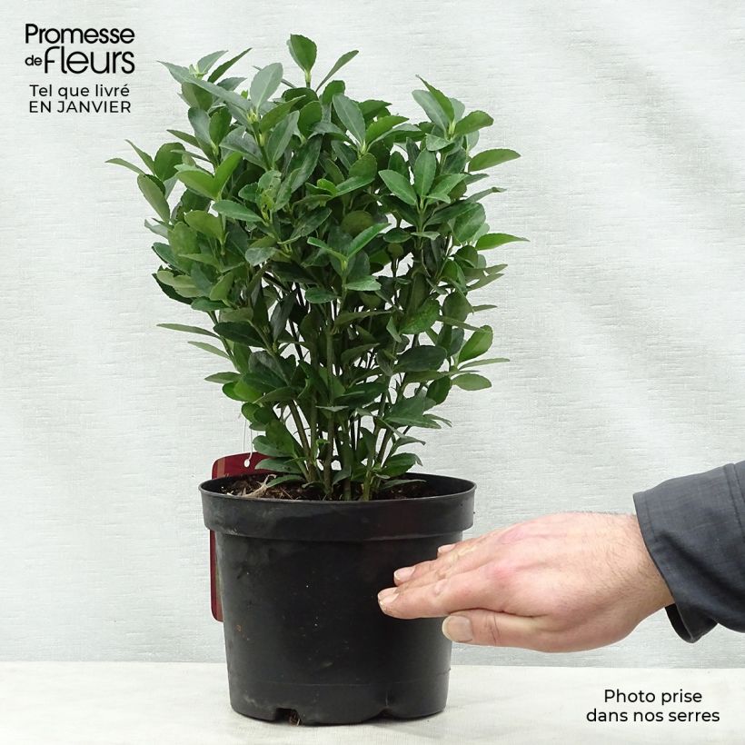 Euonymus japonicus - Japanese Spindle 2L/3L pot sample as delivered in winter