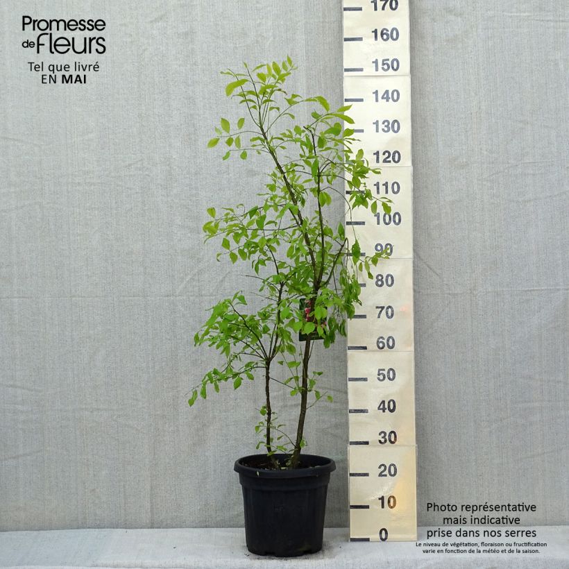 Euonymus phellomanus - Corky Spindle 7.5L/10L pot sample as delivered in spring