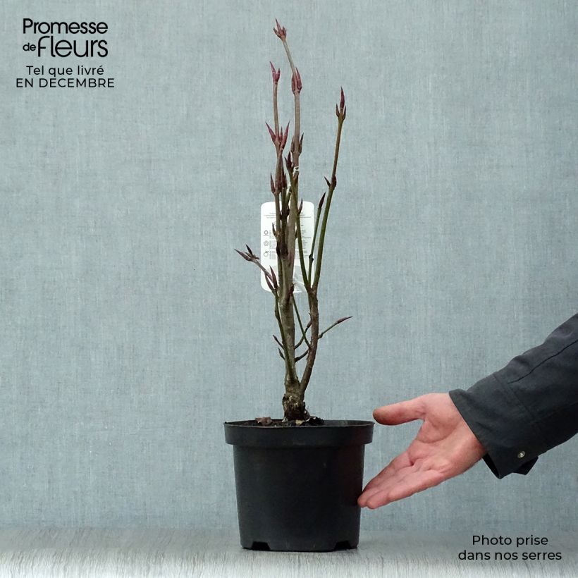Euonymus planipes - Euonymus 2L/3L pot sample as delivered in winter