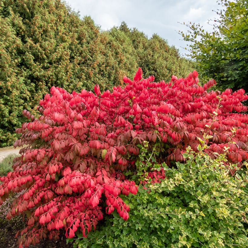 Euonymus alatus Blade Runner (Plant habit)
