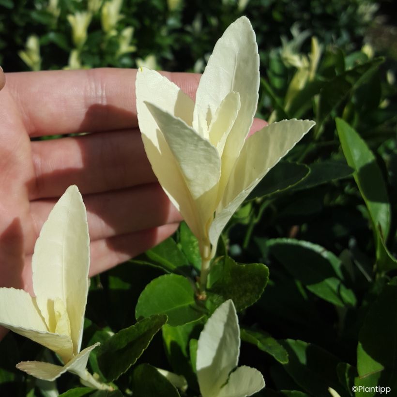 Euonymus japonicus Himalaya® - Japanese spindle (Foliage)