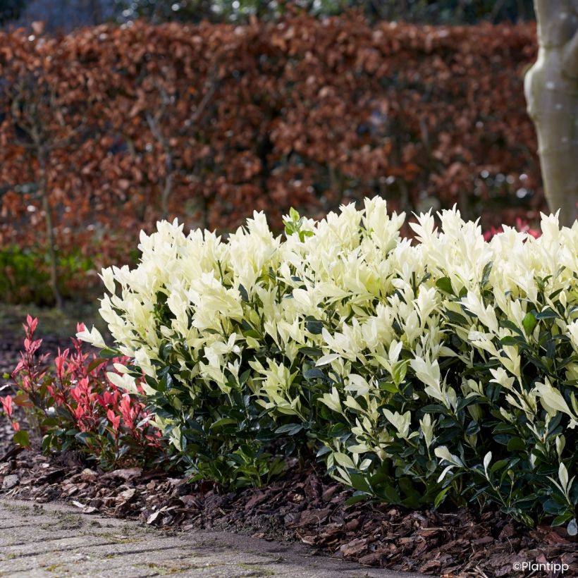 Euonymus japonicus Himalaya® - Japanese spindle (Plant habit)