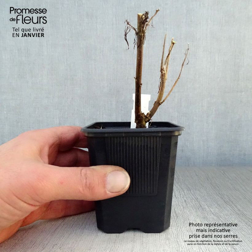 Eupatorium capillifolium Elegant Plume 8/9 cm pot sample as delivered in winter