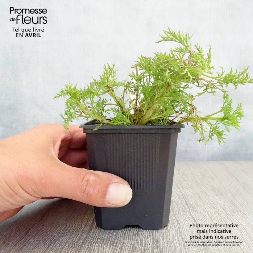 Eupatorium capillifolium Elegant Plume 8/9 cm pot sample as delivered in spring