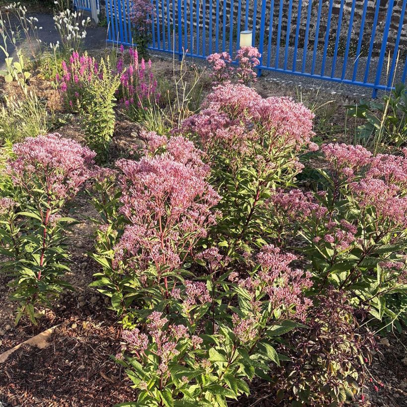 Eupatorium dubium Baby Joe (Plant habit)
