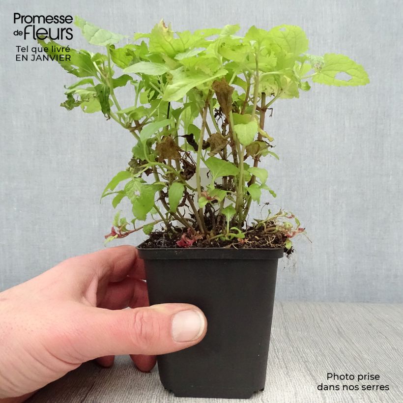 Eupatorium coelestinum 8/9 cm pot sample as delivered in winter