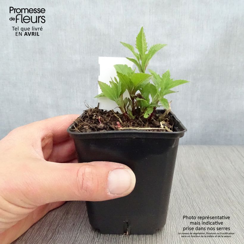 Eupatorium maculatum Atropurpureum 8/9 cm pot sample as delivered in spring