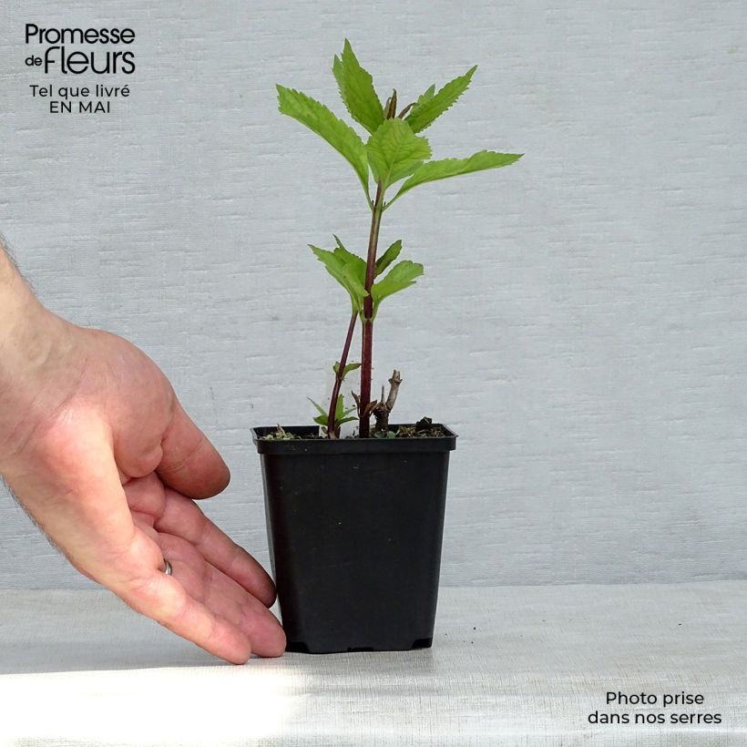 Eupatorium maculatum Phantom 8/9 cm pot sample as delivered in spring