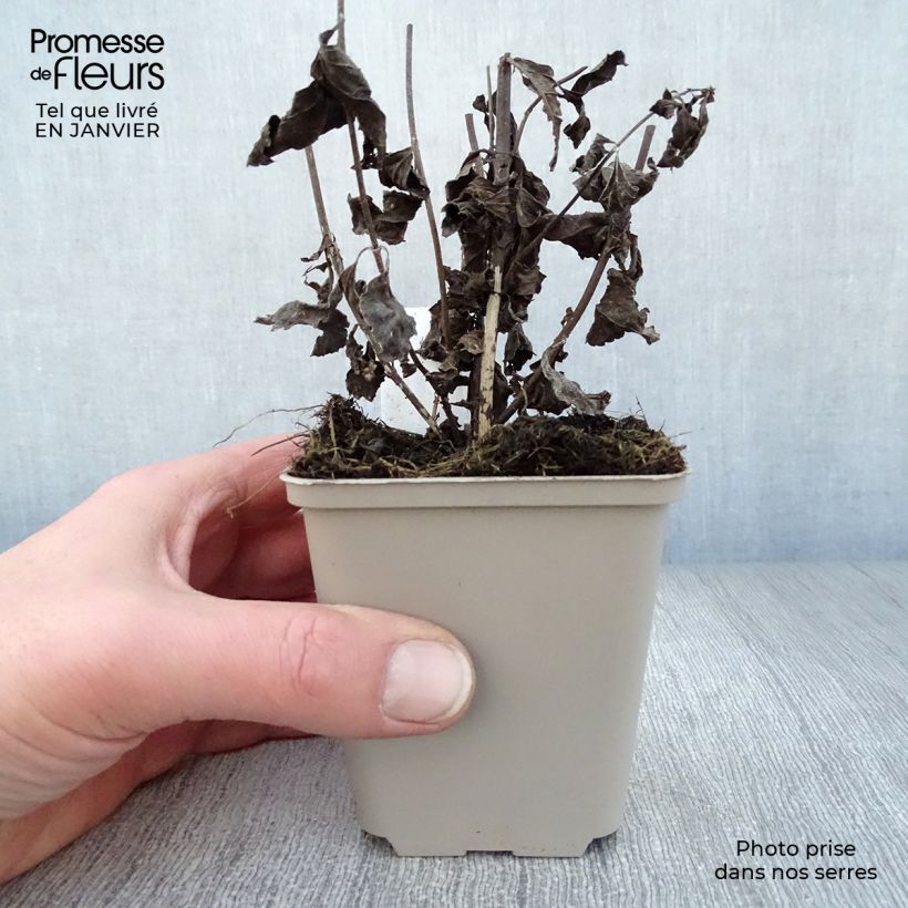 Eupatorium maculatum Phantom 8/9 cm pot sample as delivered in winter