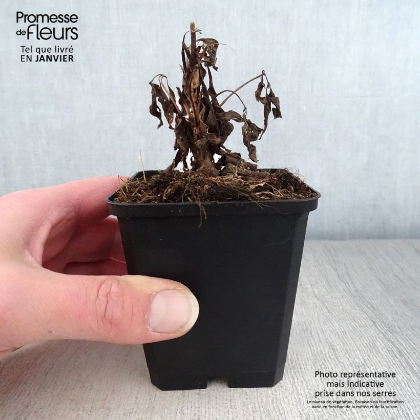 Eupatorium maculatum Purple Bush 8/9 cm pot sample as delivered in winter