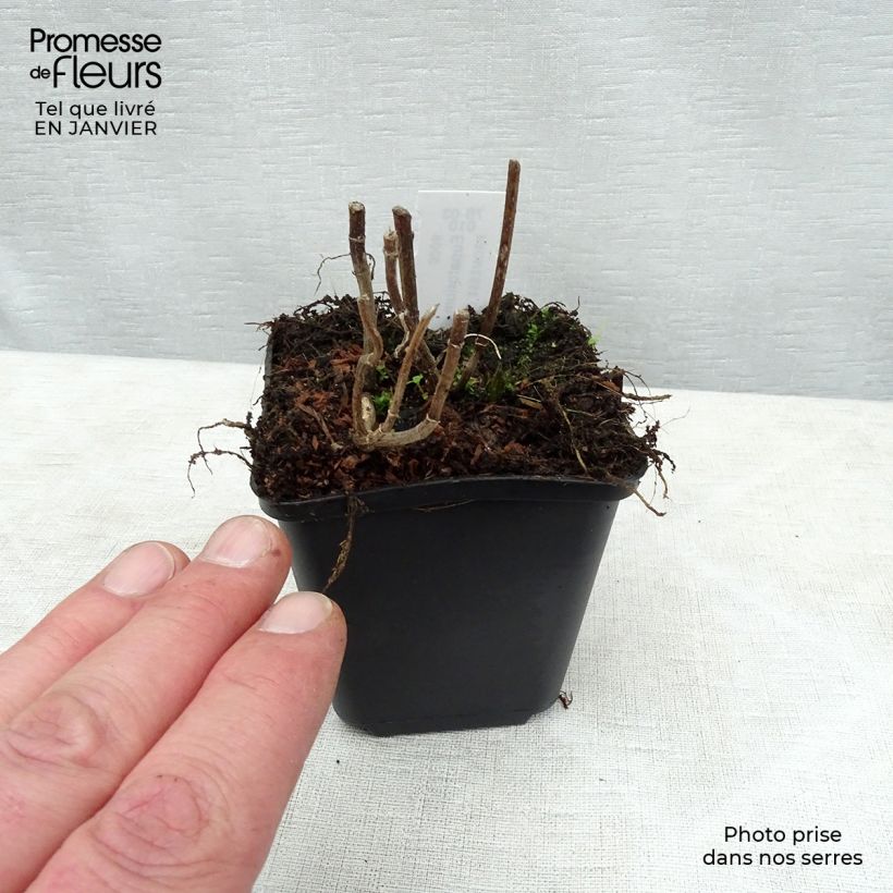 Eupatorium perfoliatum 8/9 cm pot sample as delivered in winter