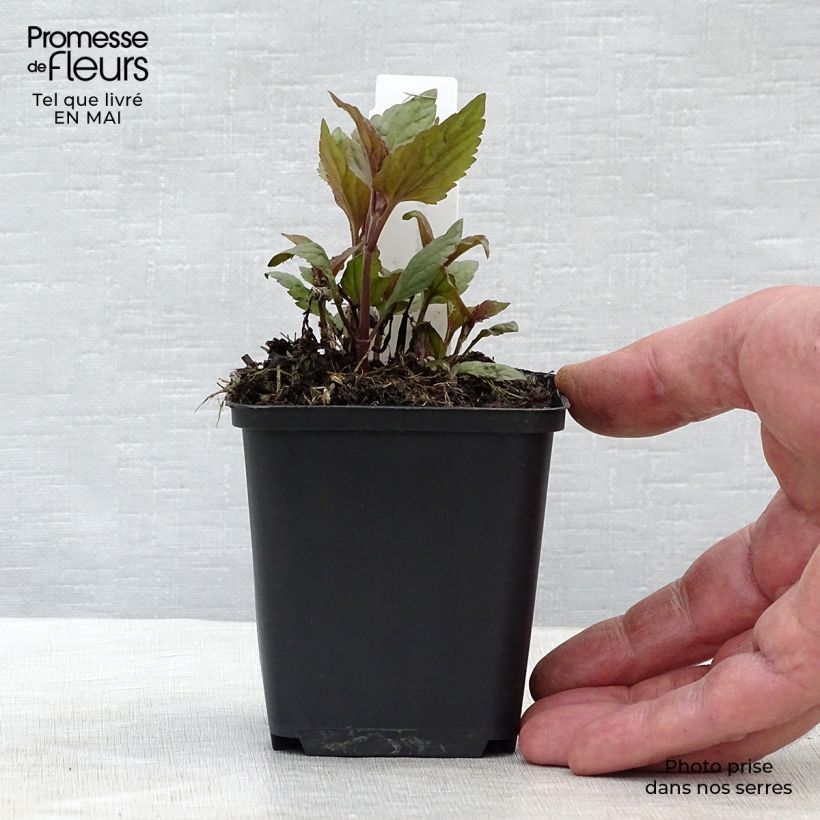 Eupatorium rugosum Chocolate 8/9 cm pot sample as delivered in spring