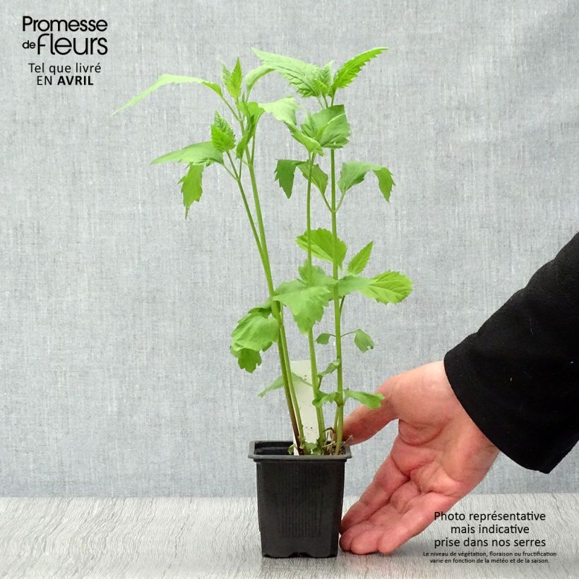 Eupatorium rugosum 8/9 cm pot sample as delivered in spring