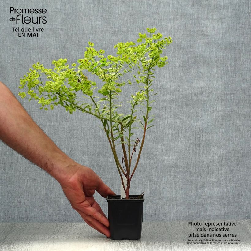 Euphorbia martinii Ascot Rainbow - Spurge 8/9 cm pot sample as delivered in spring