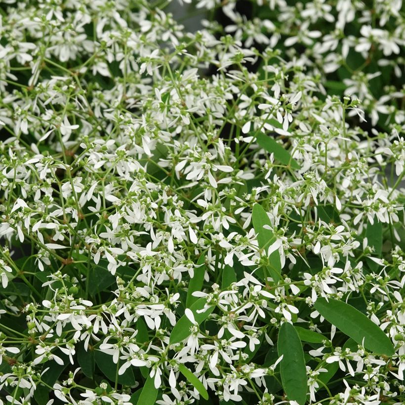 Euphorbia Diamond Frost (Foliage)