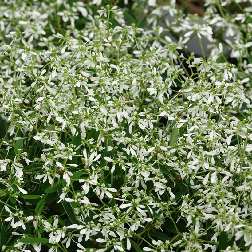 Euphorbia Diamond Frost (Flowering)