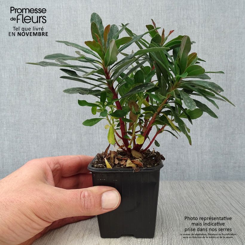 Euphorbia amygdaloides Purpurea - Spurge 8/9 cm pot sample as delivered in autumn