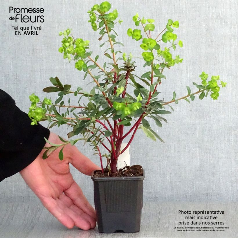 Euphorbia amygdaloides Purpurea - Spurge 8/9 cm pot sample as delivered in spring