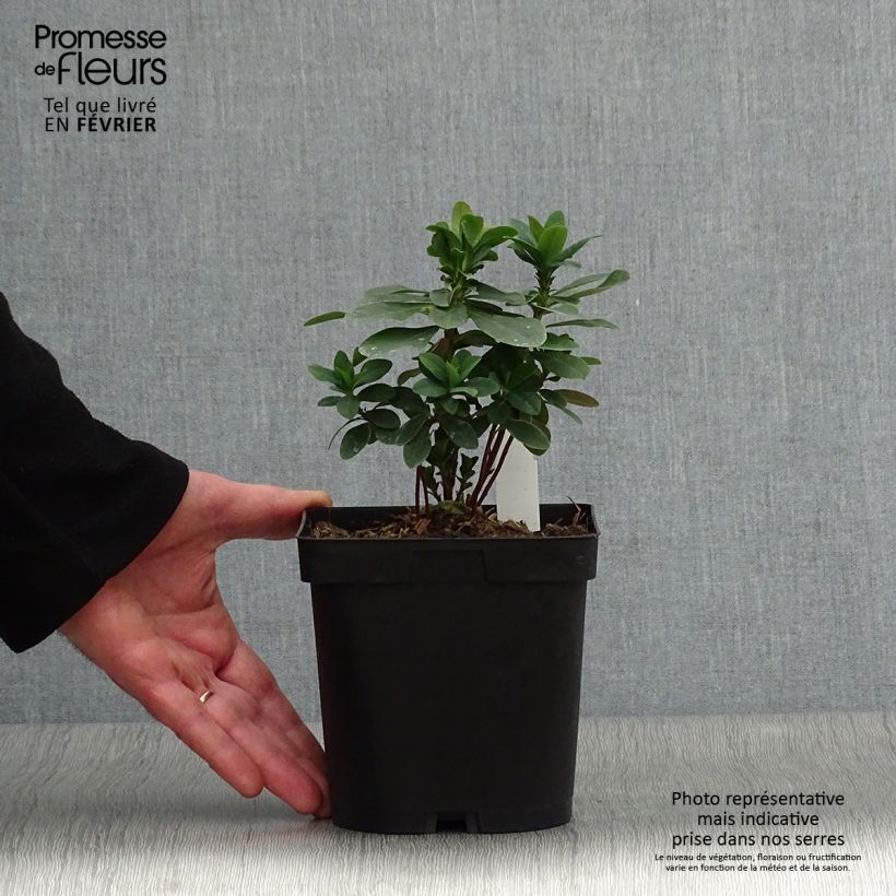 Euphorbia amygdaloïdes var. robbiae - Spurge 2L/3L pot sample as delivered in winter