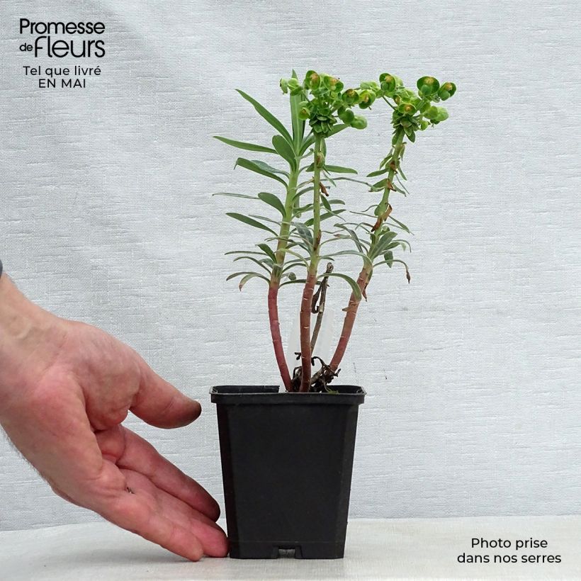 Euphorbia characias Blue Wonder - Spurge 8/9 cm pot sample as delivered in spring
