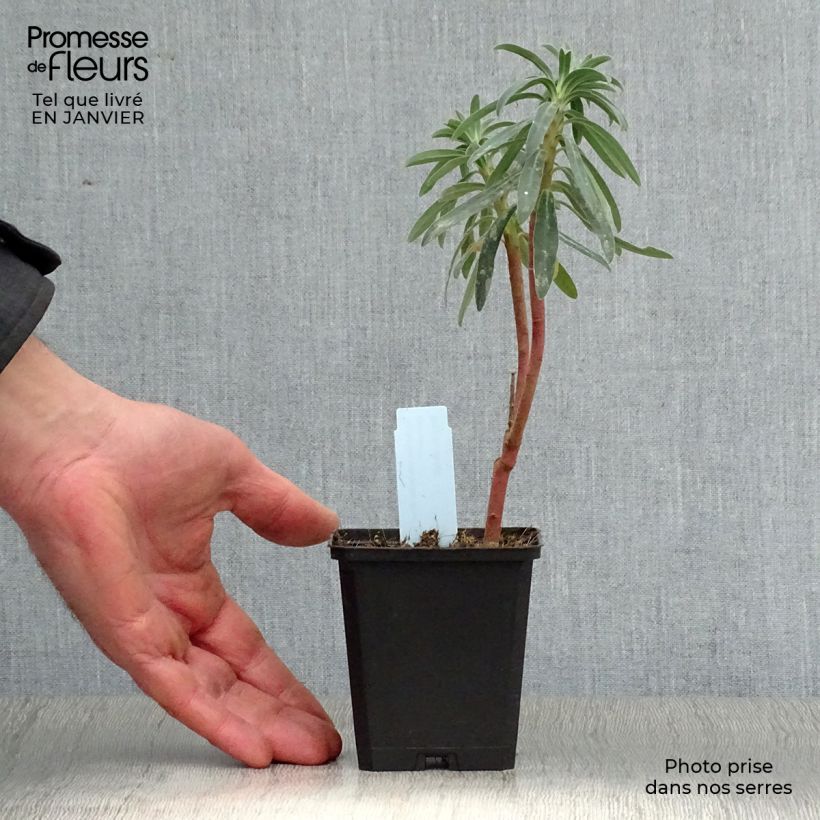 Euphorbia characias Blue Wonder - Spurge 8/9 cm pot sample as delivered in winter