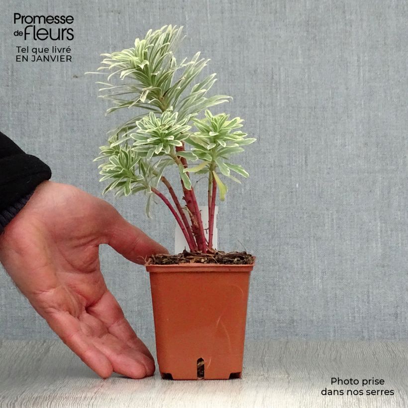 Euphorbia characias Wilcott - Spurge 8/9 cm pot sample as delivered in winter