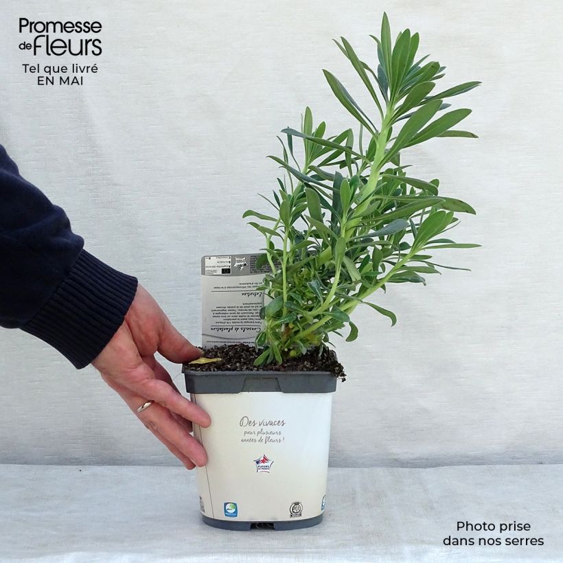 Euphorbia characias subsp. wulfenii - Spurge 2L/3L pot sample as delivered in spring