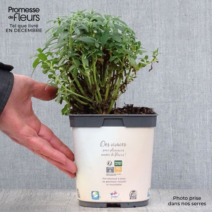 Euphorbia characias subsp. wulfenii - Spurge 2L/3L pot sample as delivered in winter