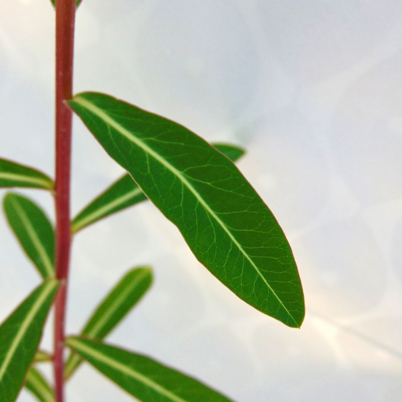 Euphorbia cornigera Goldener Turm - Spurge (Foliage)