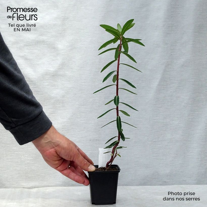 Euphorbia cornigera Goldener Turm - Spurge 8/9 cm pot sample as delivered in spring