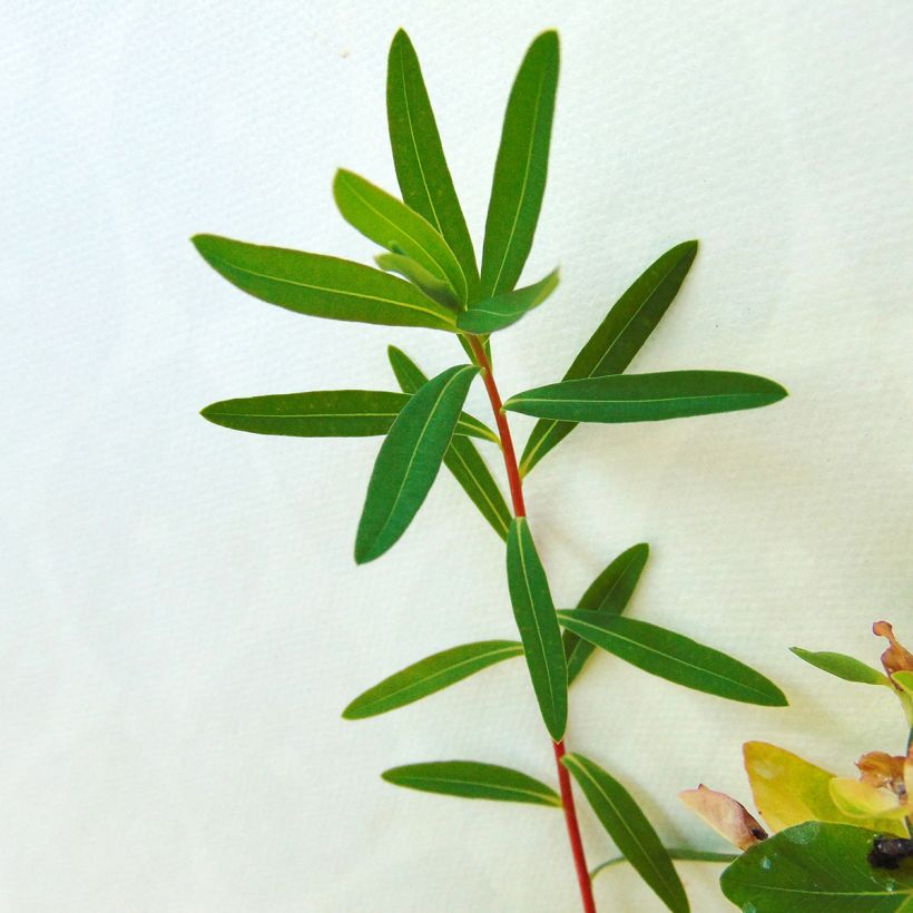 Euphorbia palustris Walenburg's Glory (Foliage)