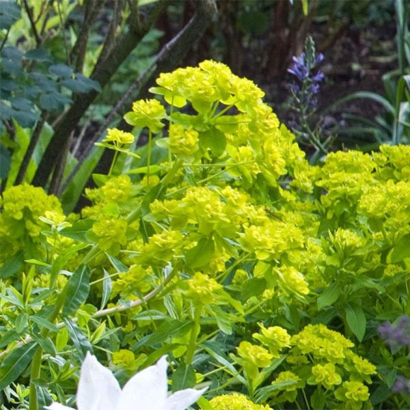Euphorbia palustris Walenburg's Glory (Flowering)