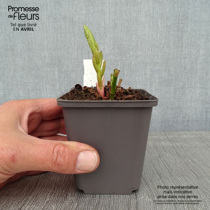 Euphorbia palustris Walenburg's Glory 8/9 cm pot sample as delivered in spring