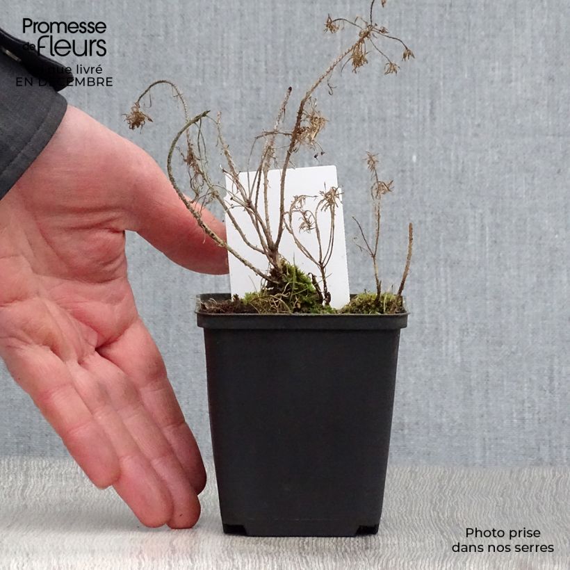 Euphorbia cyparissias Clarice Howard - Spurge 8/9 cm pot sample as delivered in winter