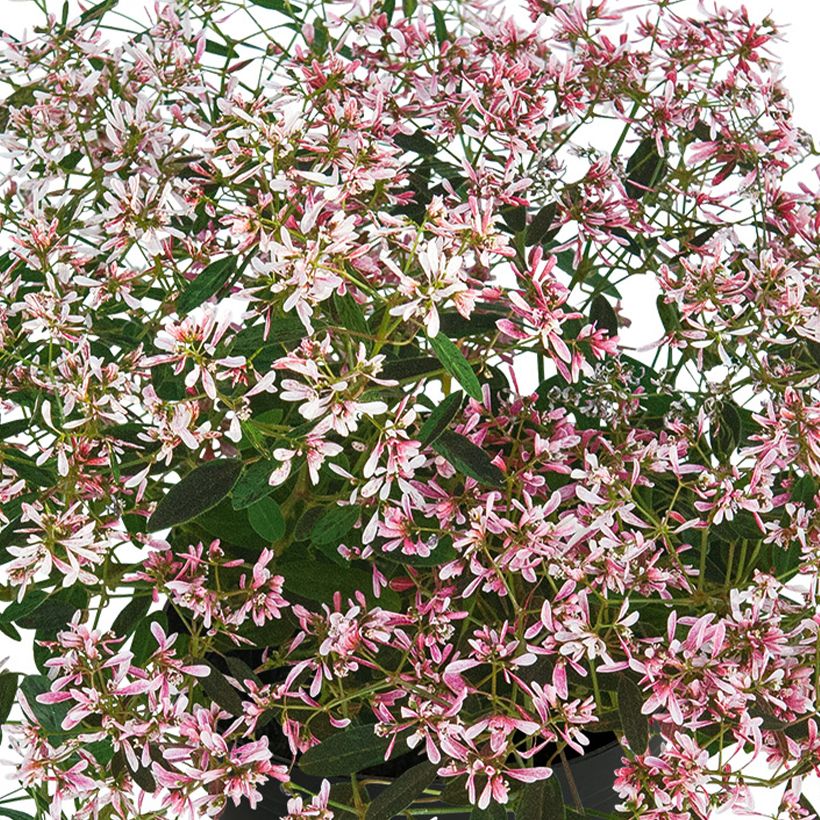 Euphorbia hypericifolia Shades in Pink® (Flowering)