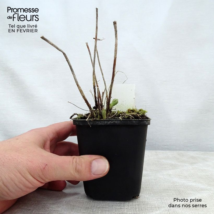 Euphorbia waldsteinii Betten - Spurge 8/9 cm pot sample as delivered in winter