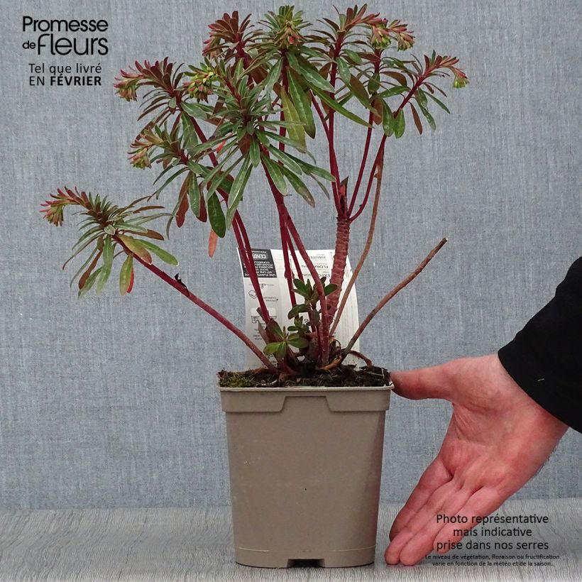 Euphorbia martinii - Spurge 2L/3L pot sample as delivered in winter