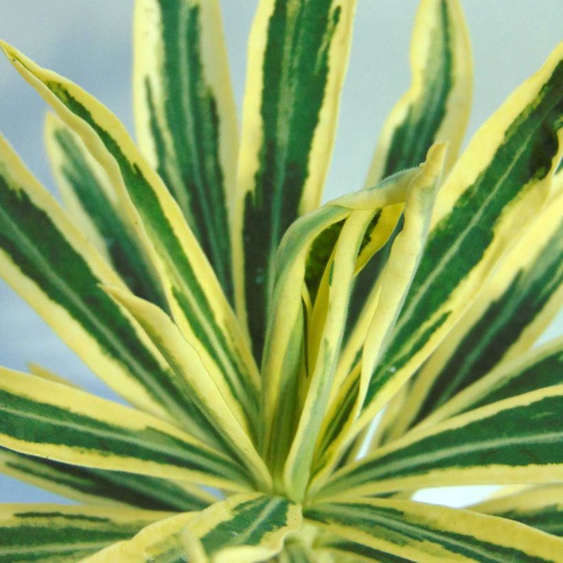 Euphorbia characias Emmer Green - Spurge (Foliage)