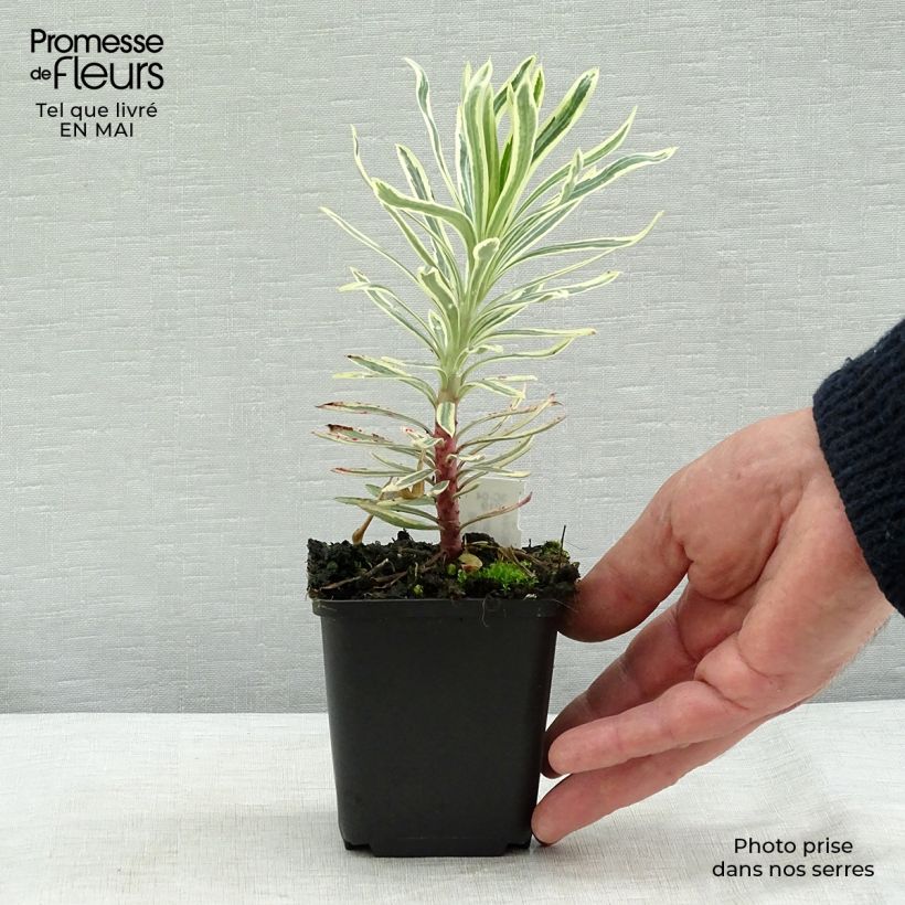 Euphorbia characias Emmer Green - Spurge 8/9 cm pot sample as delivered in spring