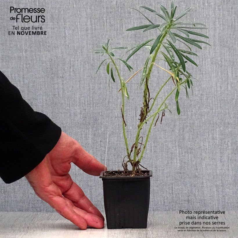 Euphorbia characias - Spurge 8/9 cm pot sample as delivered in autumn