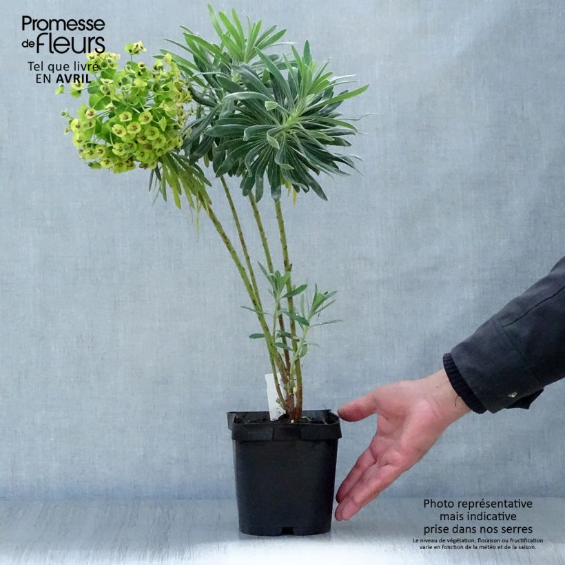 Euphorbia characias - Spurge 2L/3L pot sample as delivered in spring