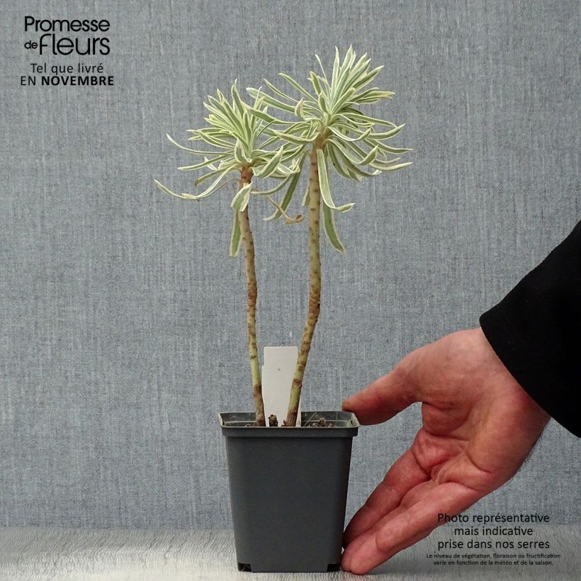 Euphorbia characias Tasmanian Tiger - Spurge 8/9 cm pot sample as delivered in autumn