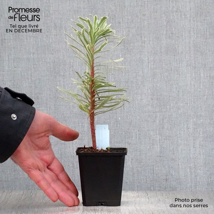 Euphorbia characias Tasmanian Tiger - Spurge 8/9 cm pot sample as delivered in winter