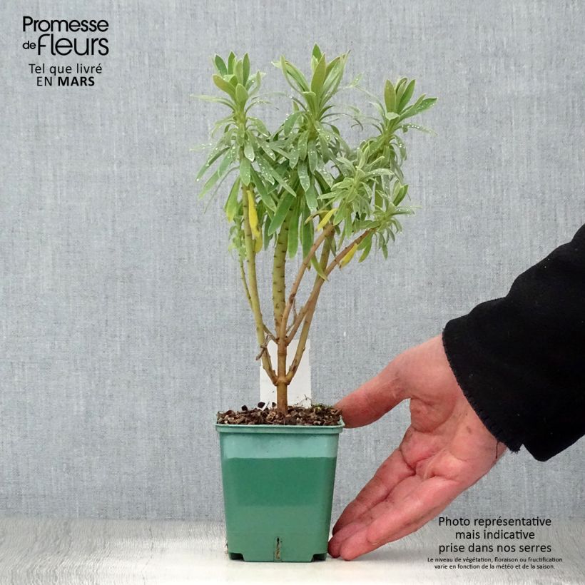 Euphorbia characias subsp. characias - Spurge 8/9 cm pot sample as delivered in spring
