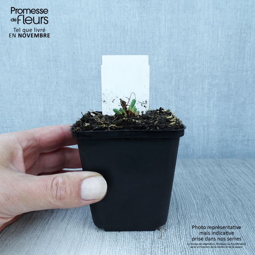 Euphorbia cyparissias Fens Ruby - Spurge 8/9 cm pot sample as delivered in autumn