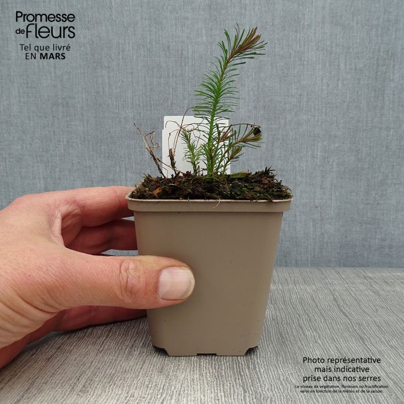 Euphorbia cyparissias Fens Ruby - Spurge 8/9 cm pot sample as delivered in spring